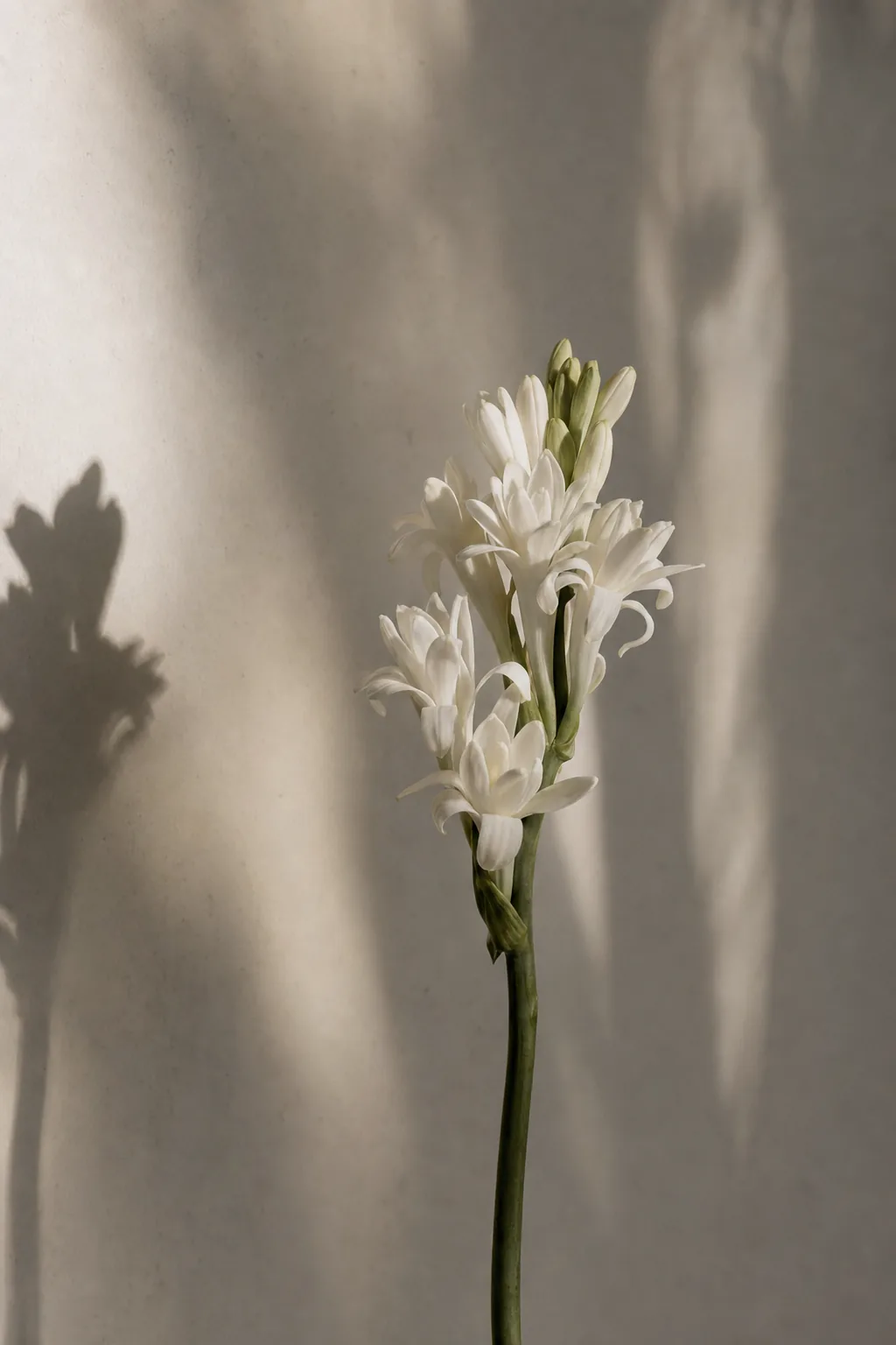 A single stem of white tuberose against a soft stone wall.